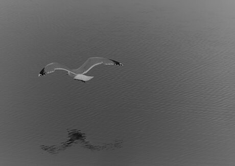 Meeuw met spiegeling