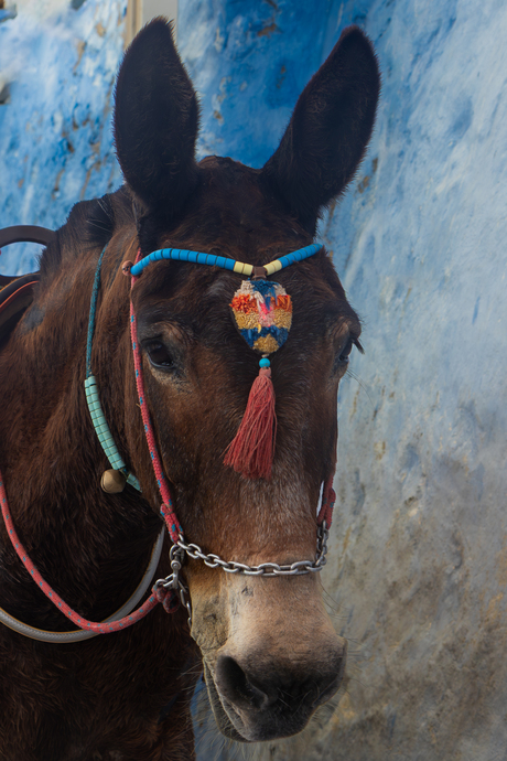 Donkey