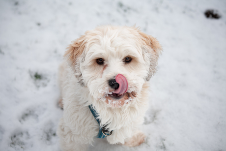 Lekker hoor die sneeuw!