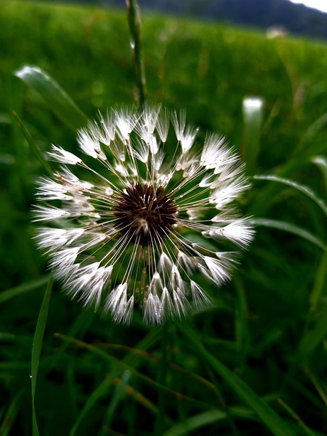 Natuur 