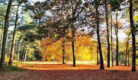 Herfstkleuren