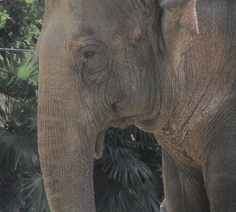 Olifant