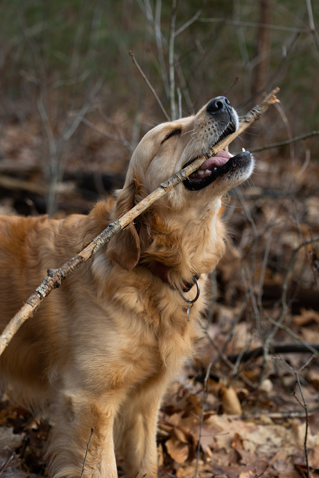 Dogbliss bij de Lage Vuursche