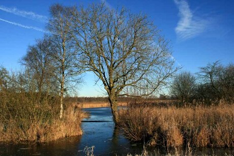 Winter in de Weerribben