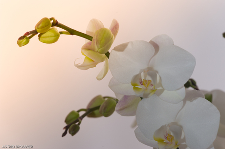 bloem-Orchidee