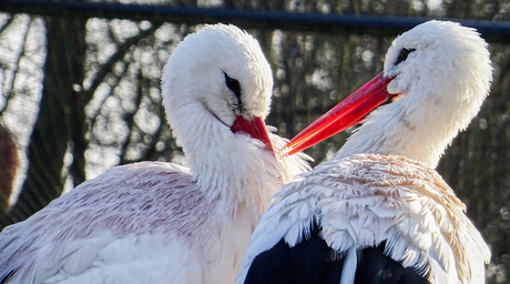 lente bij de ooievaar