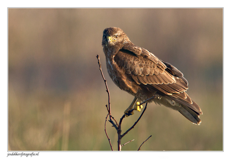 buizerd 3