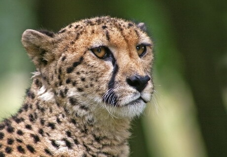 Cheeta close-up