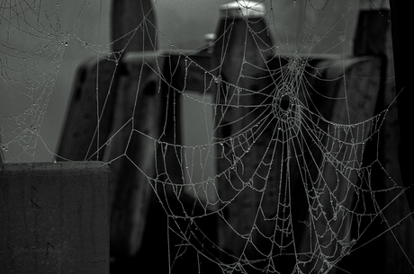 Mist-spinnenweb- druppels