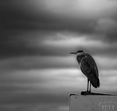 Reiger