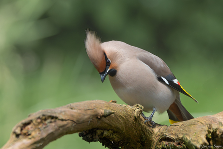 Strak in het pak (Veren)