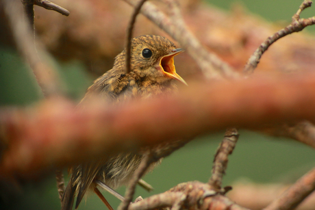Jonge Roodborst in Heidebos