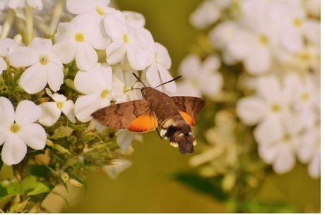 kolibrie vlinder 1.jpg