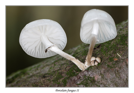 Porcelain fungus II