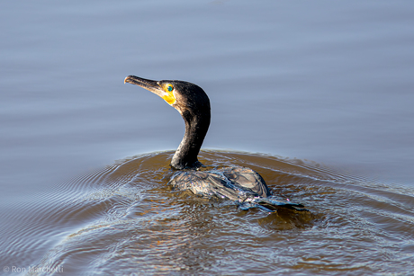 Wandelen door de polder