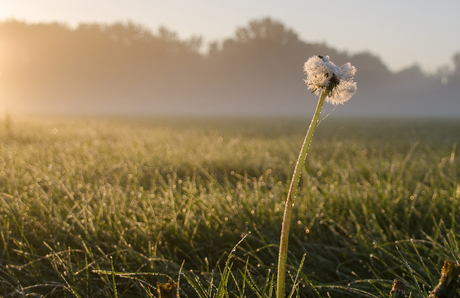 Paardenbloem