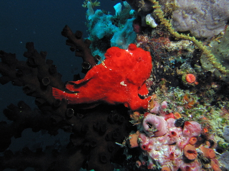 Painted Frogfish