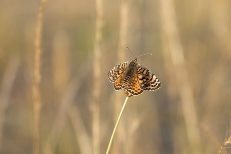 Kleine parelmoervlinder