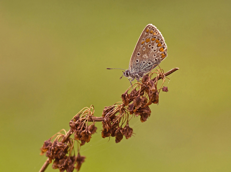 autumn blue