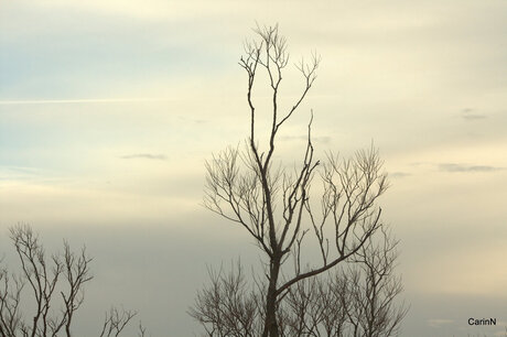 Oostvaardersplassen jan 2014 (2).jpg