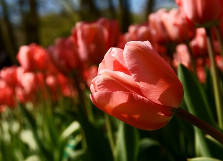 lonely tulip