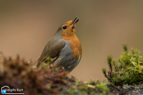 roodborst