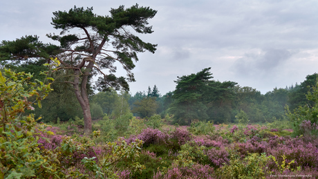 Op Bakkeveense Duinen