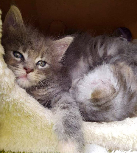 Maine coon kitten Mats
