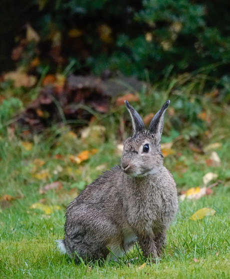 Konijn in de tuin!🐇