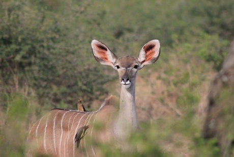 Koedoe in Zuid-Afrika