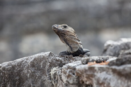 Iguana