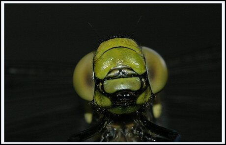 Dragonfly Eyes