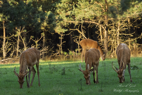 3 spitsers op de weide