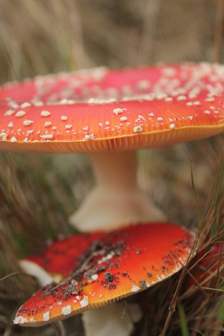 Rood met witte stippen