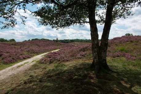 Gasterse Duinen