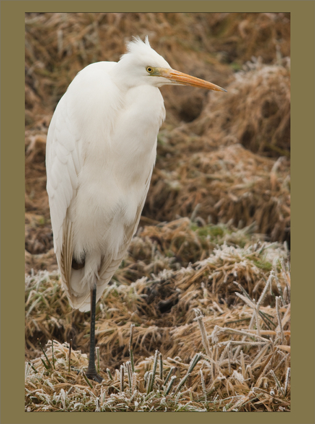 witte reiger