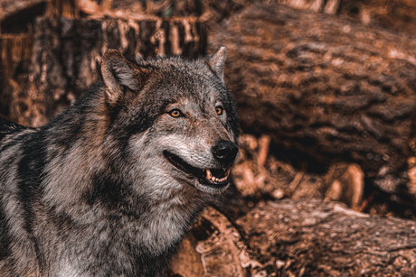 Wolf in Wildpark Gangelt