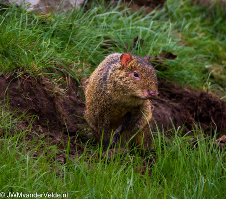 Mooi diertje - Agoutie (Goudhaas)