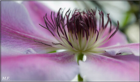 clematis