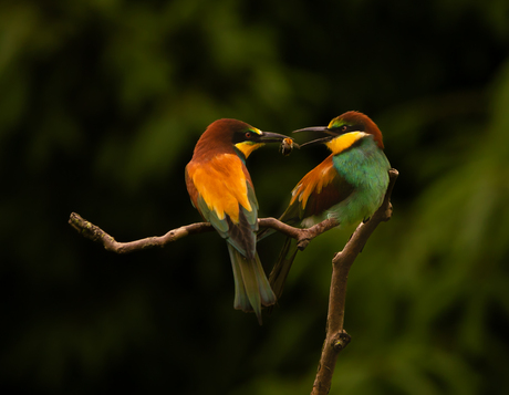 overdracht  bijeneters