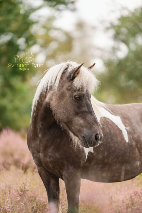 Ijslands paard in de heide