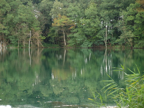 leemput in het bos