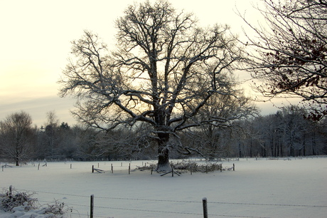 in de sneeuw is alles mooier