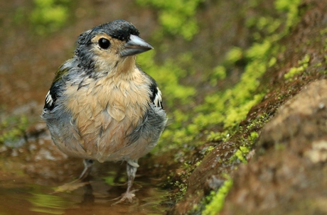 zo, klaar met baden