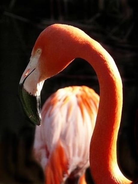 flamingo