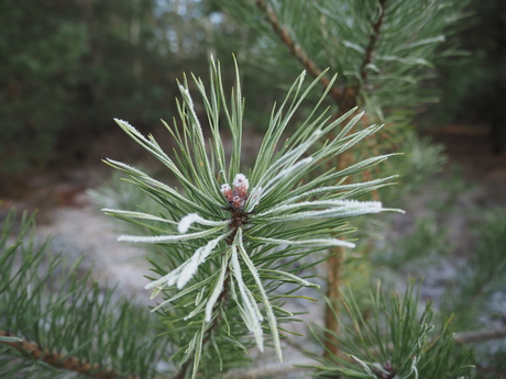 Dennenboom in de winter close-up 