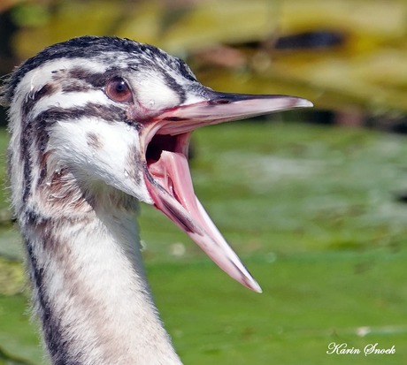 "Maaaam honger...."