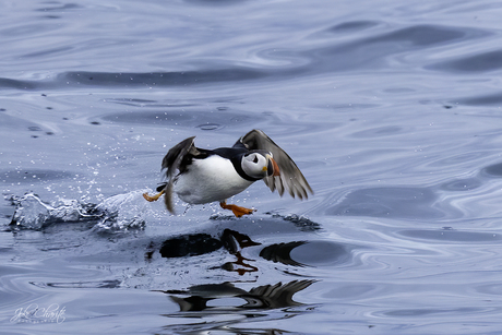 Puffin on the run