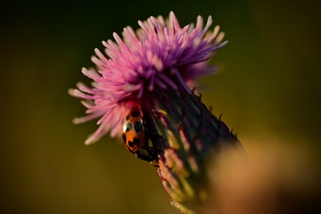 Lieveheersbeestje op distel