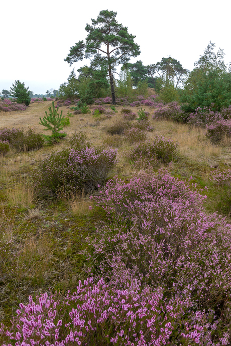 Grenspark Kalmthoutse Heide